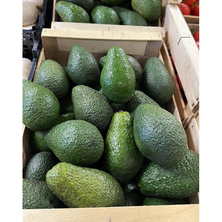 Avocat Gros Calibre (pièce)