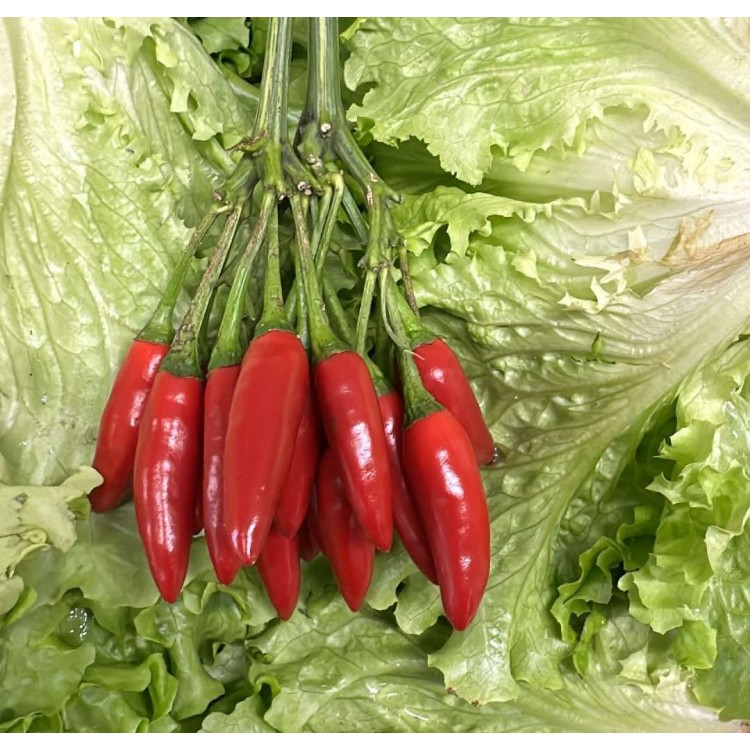 Piment Oiseau