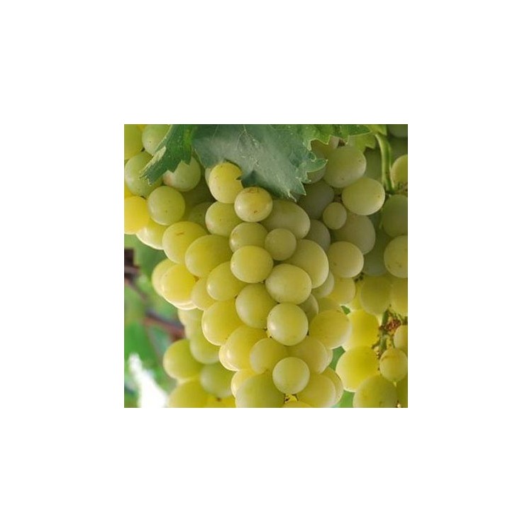 Raisin Blanc Italia (1kg)