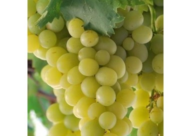 Raisin Blanc Italia