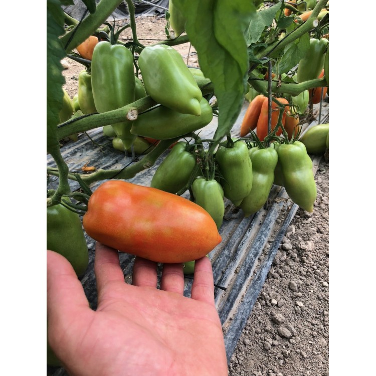 Tomates Cornues Des Andes (1kg)