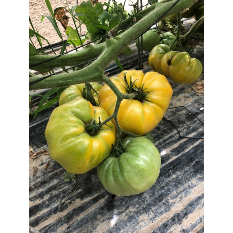 Tomates Ananas Jaune (1kg)