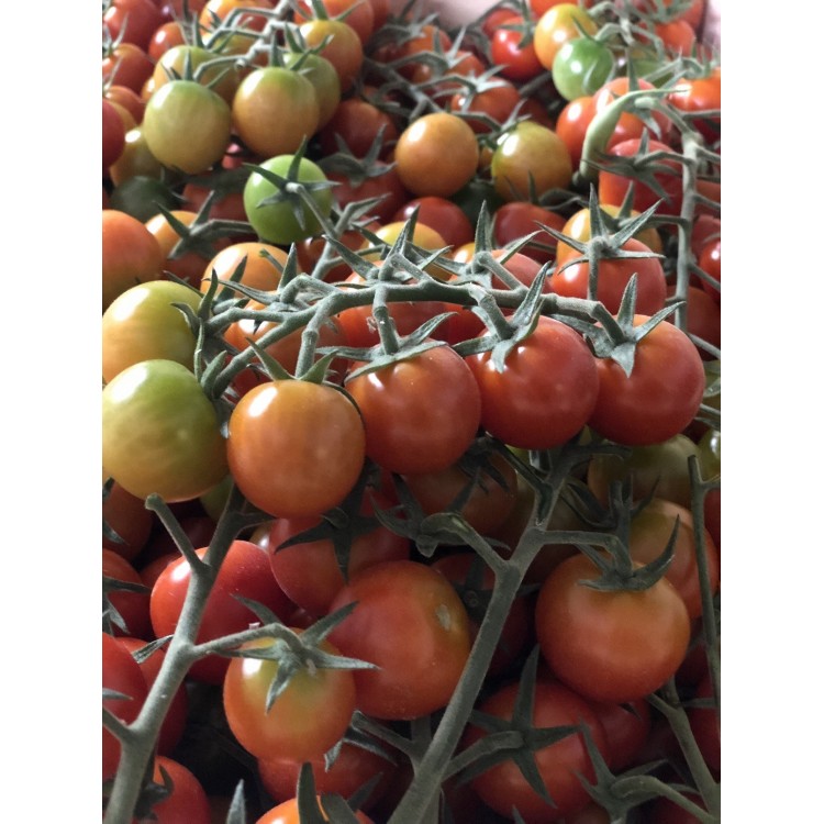 Tomates Cerises (1kg)