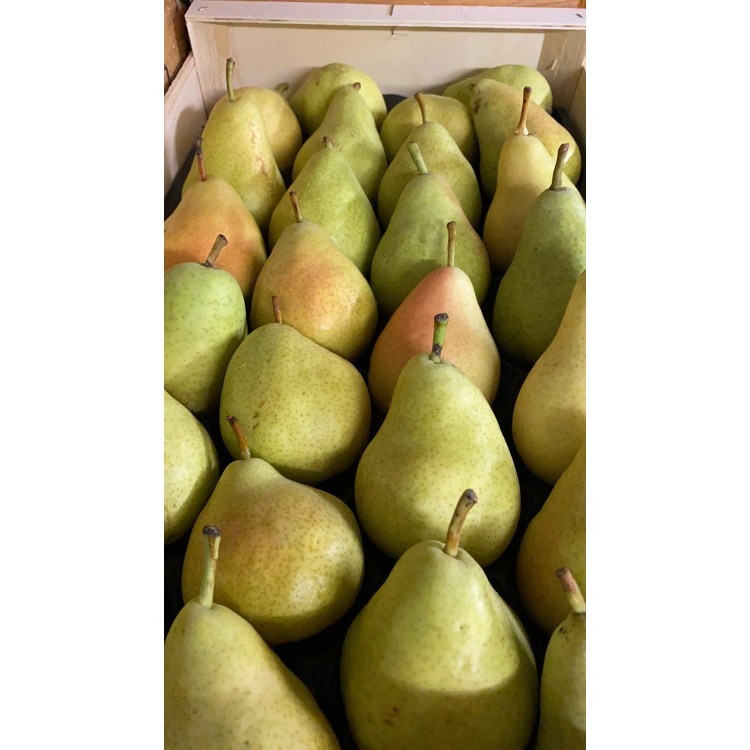 Guyot (1kg)