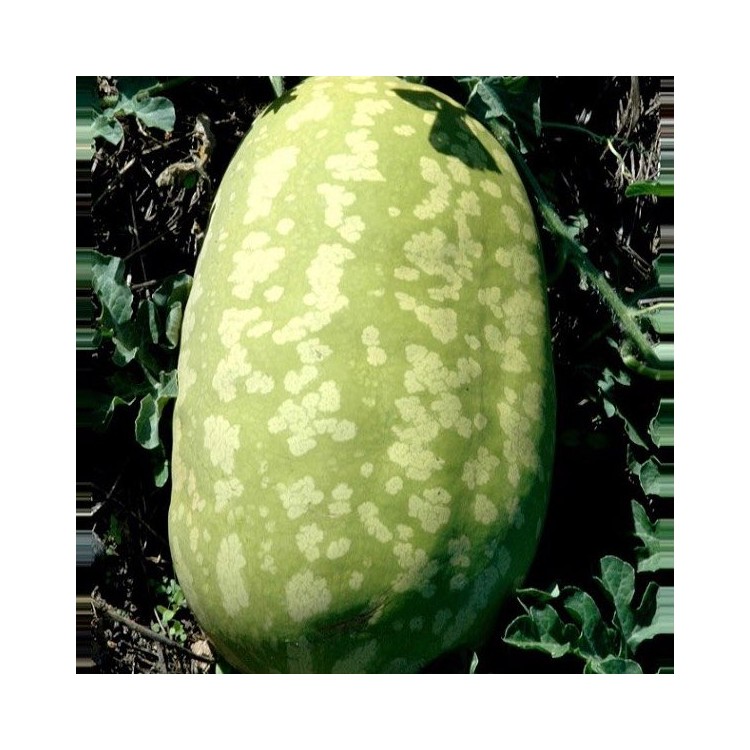 Pastèque Mereville (1kg environ)